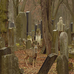 ancient cemetery