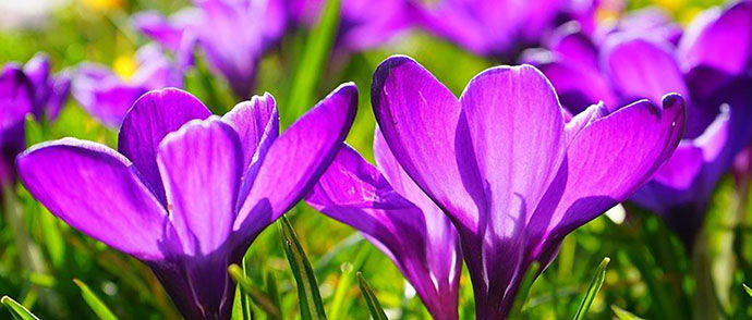 Spring Equinox