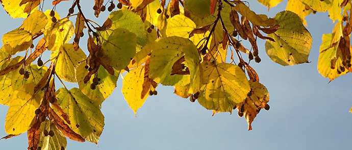 Samonios - Seed Fall
