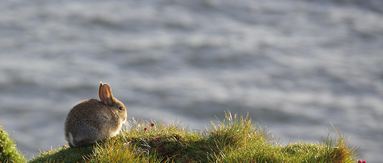 2023 Chinese Astrology - Year of the Water Rabbit