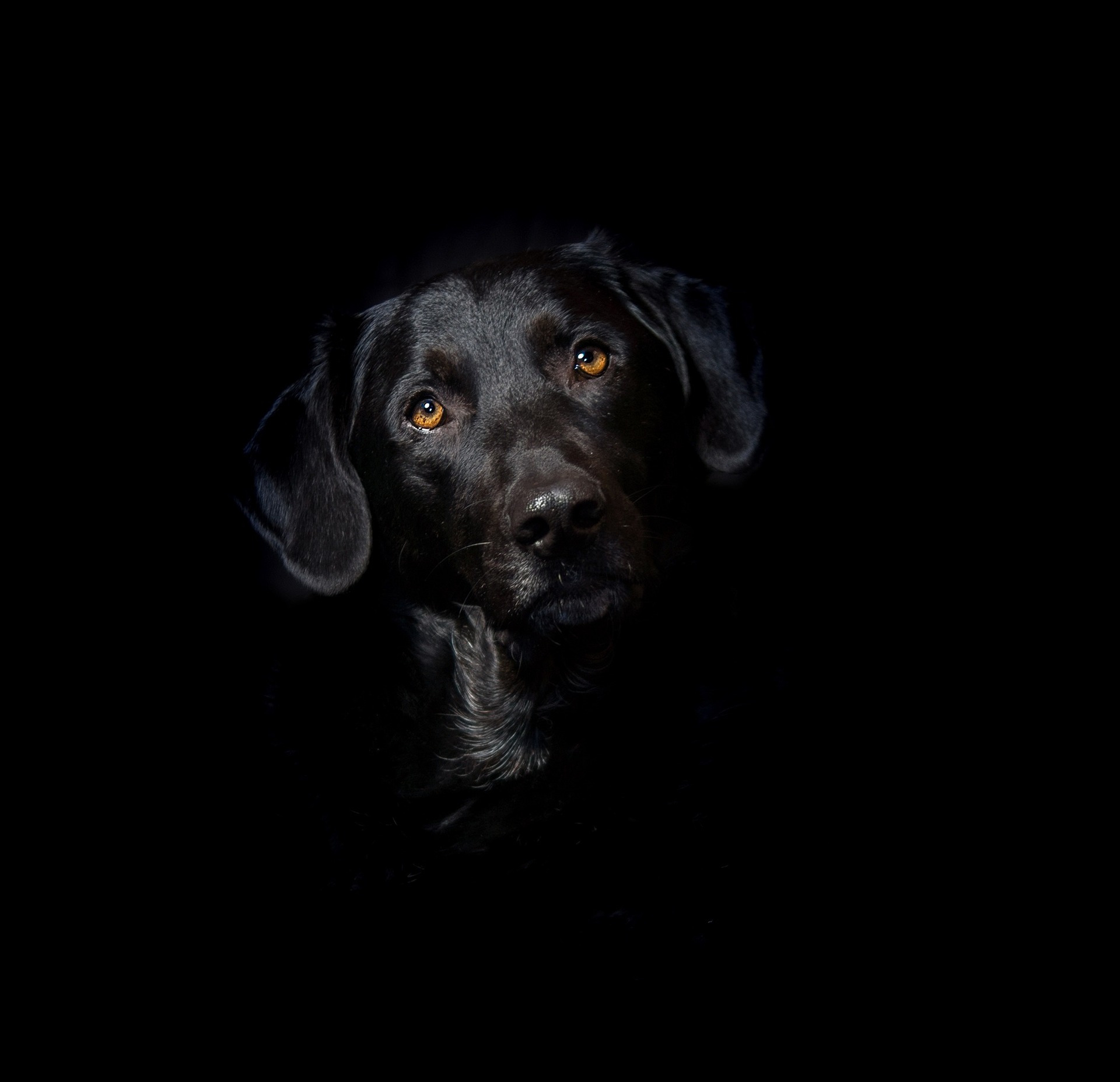 black labrador