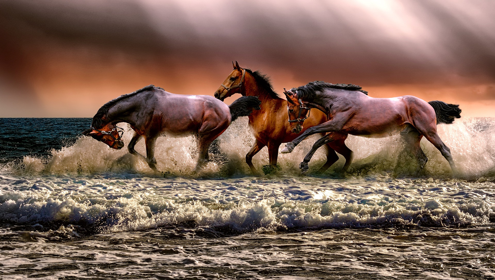 brown horses