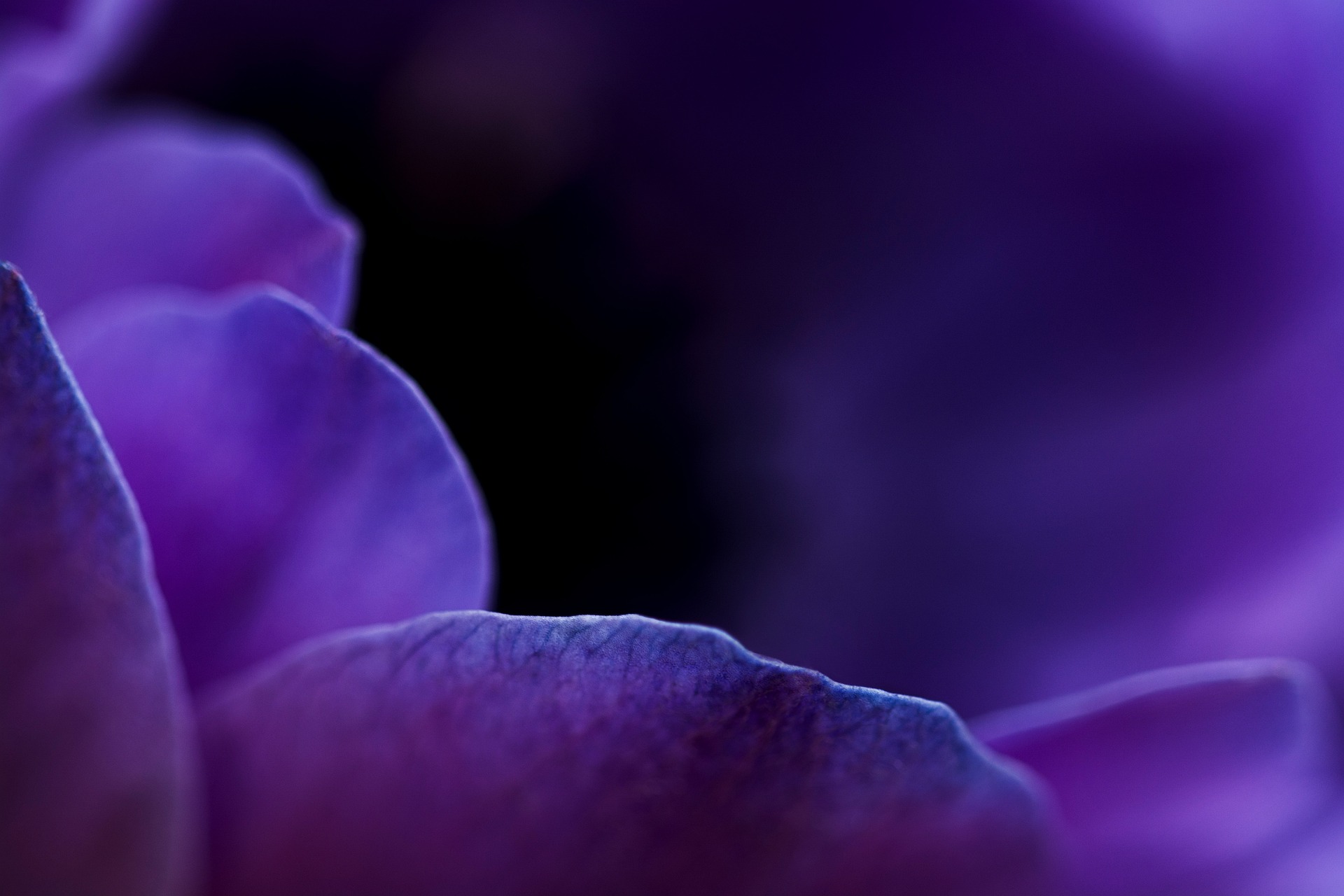indigo