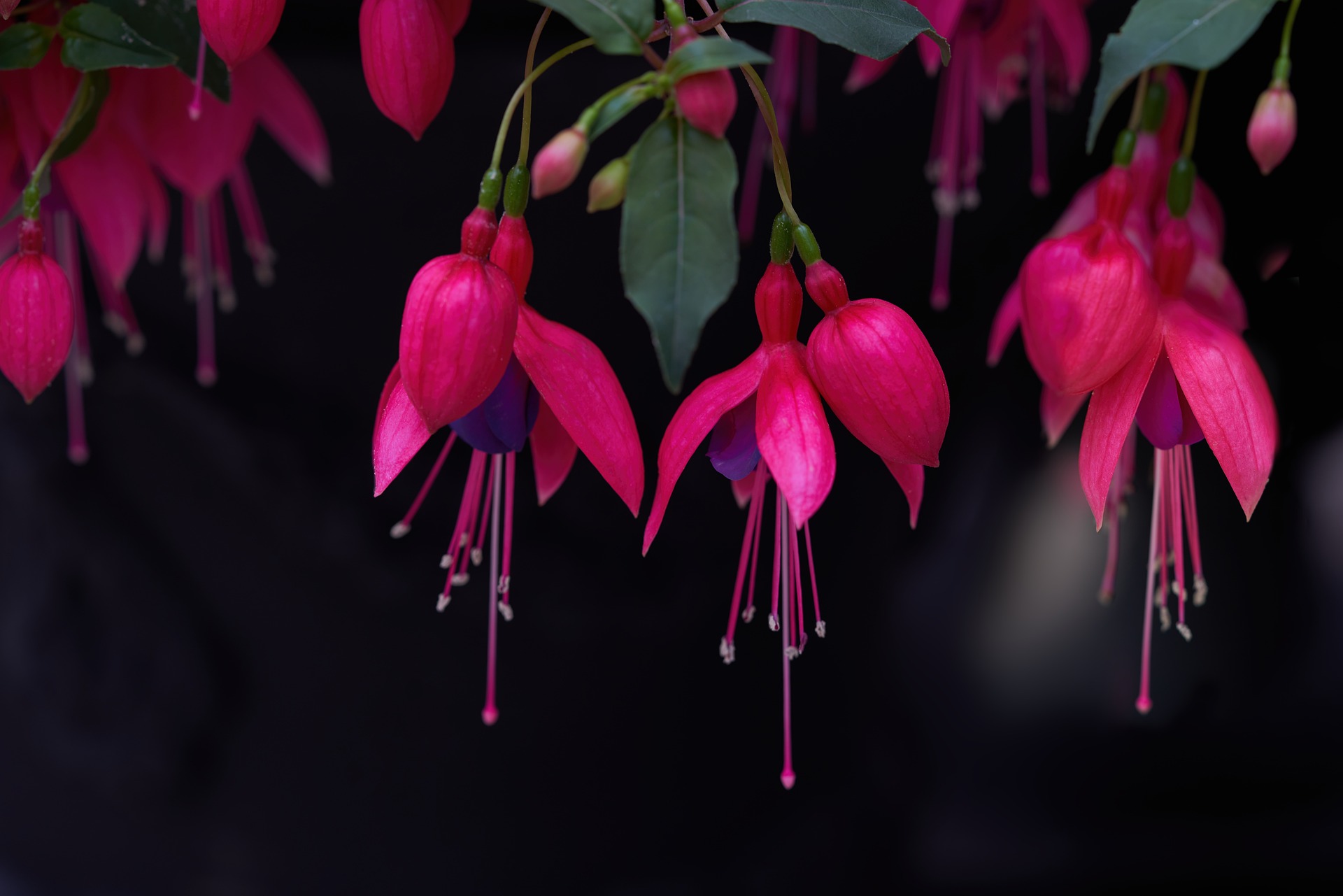 magenta fushia