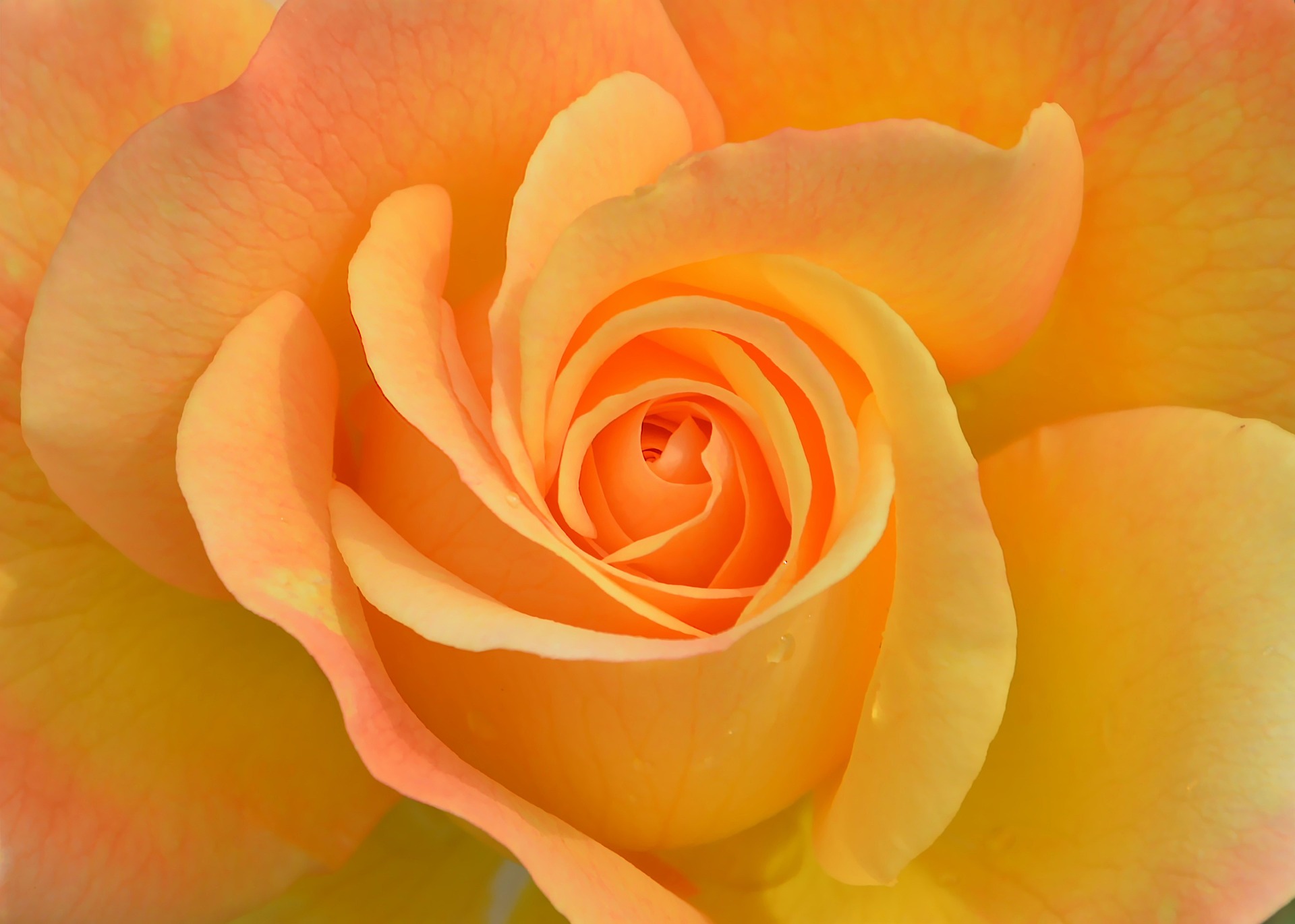 orange rose