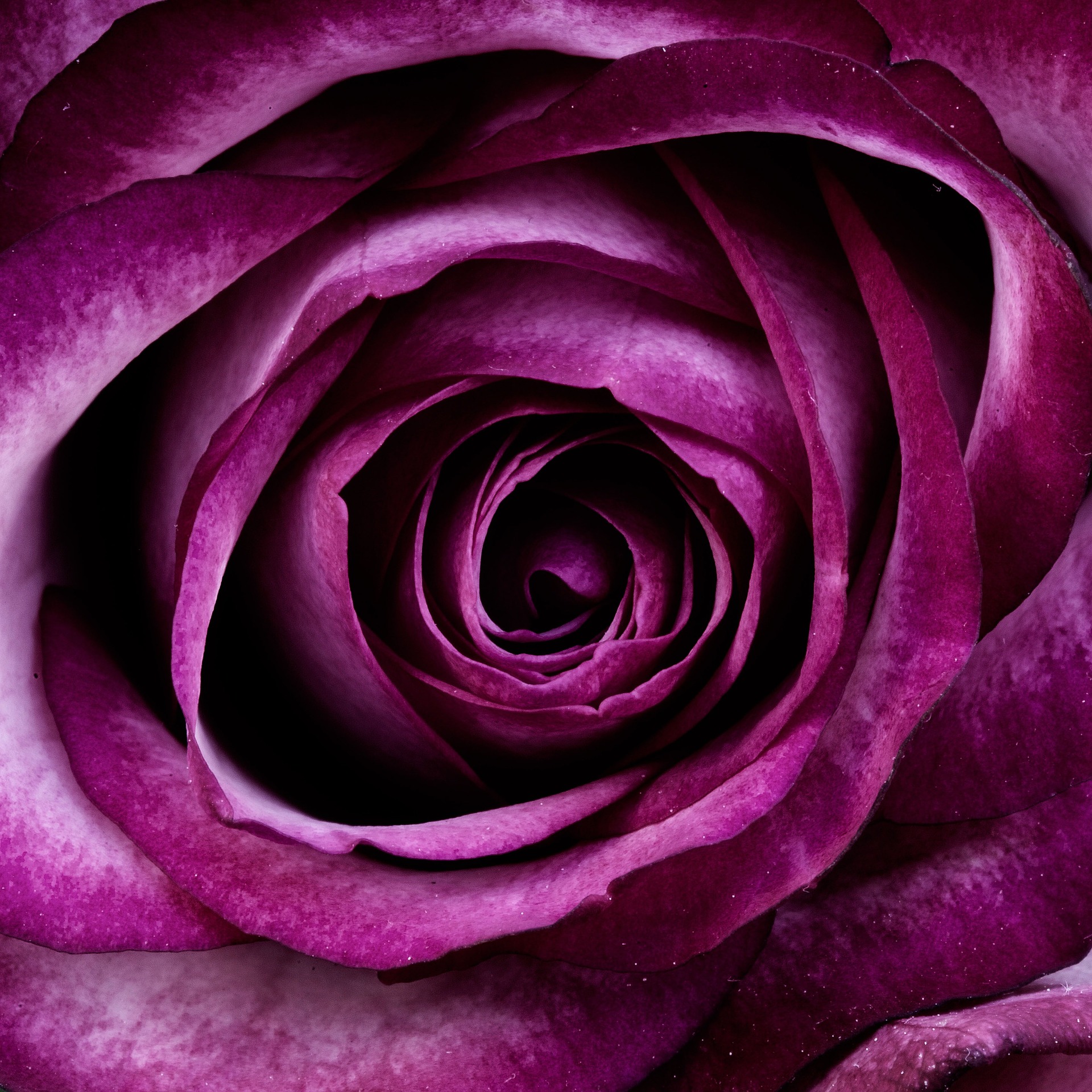 purple rose