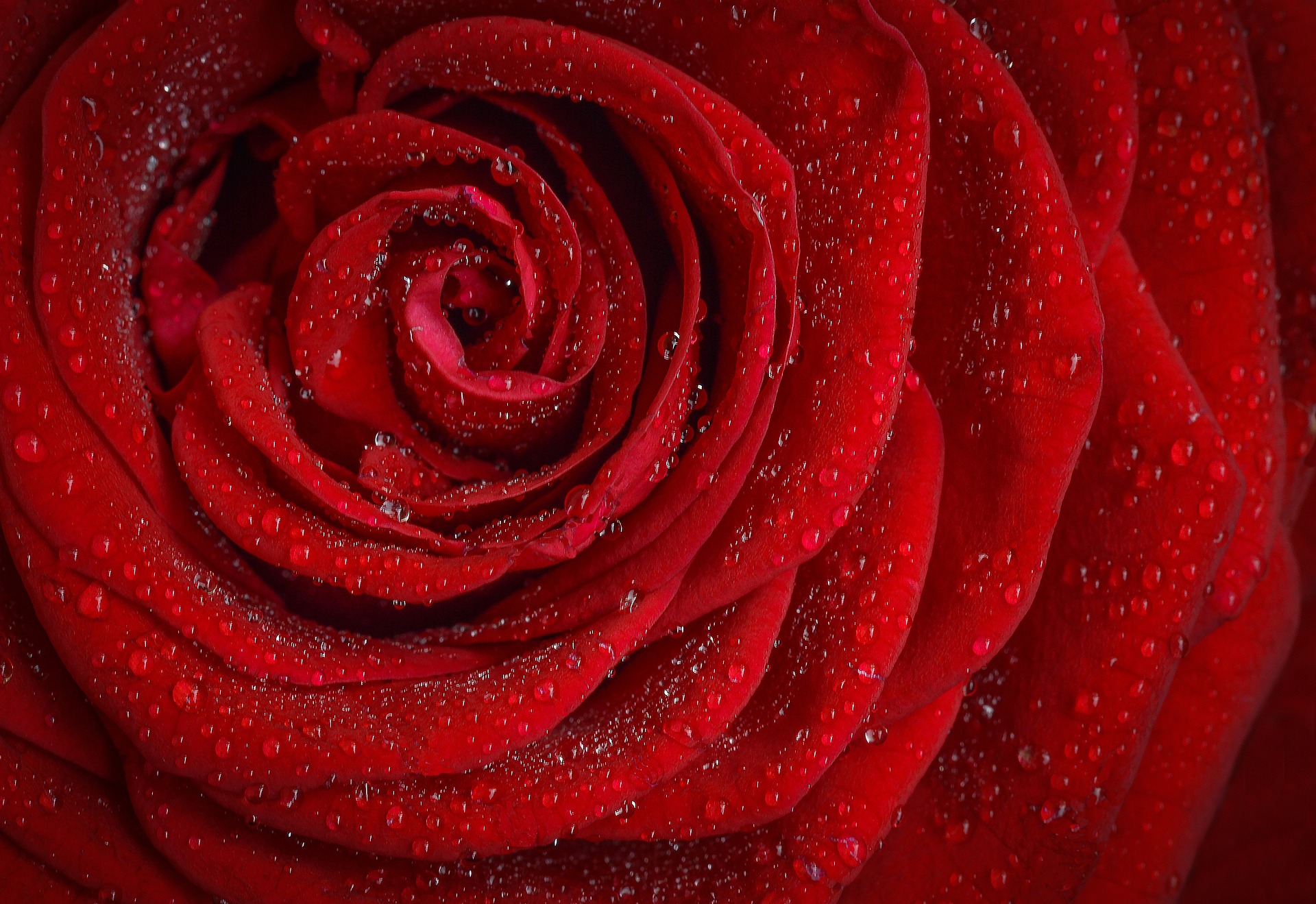 red rose