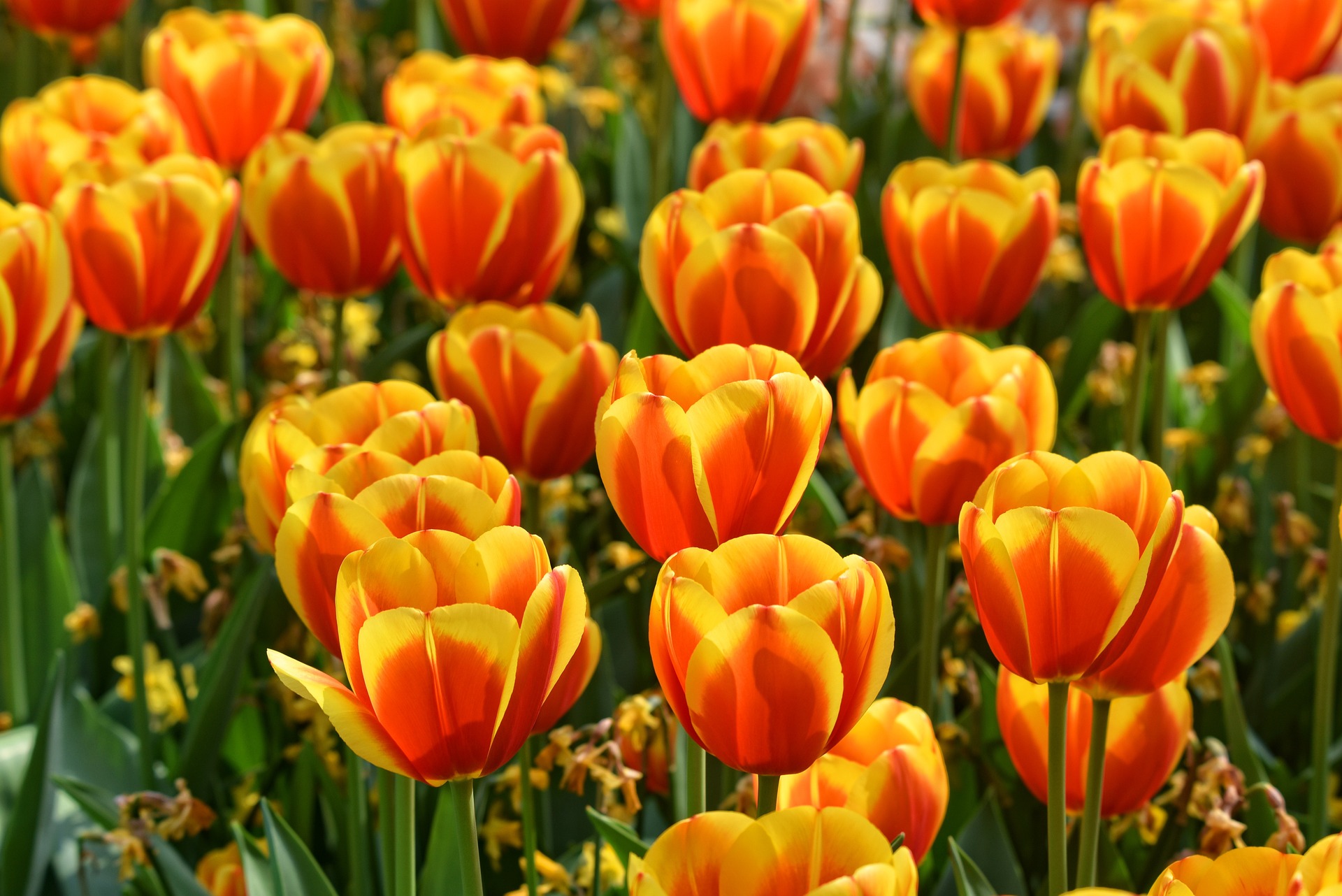 green field of red and yellow tulips