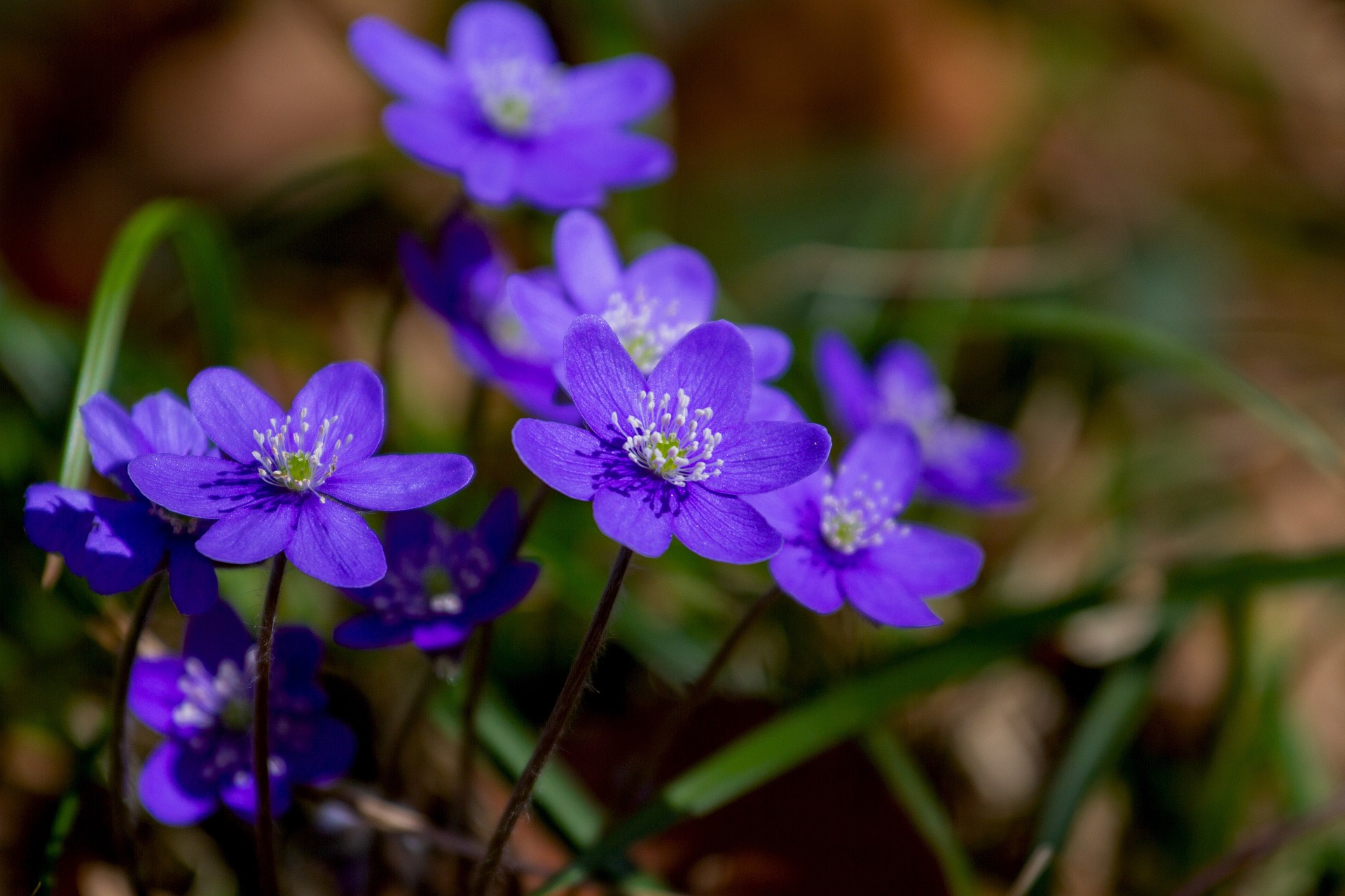 violets