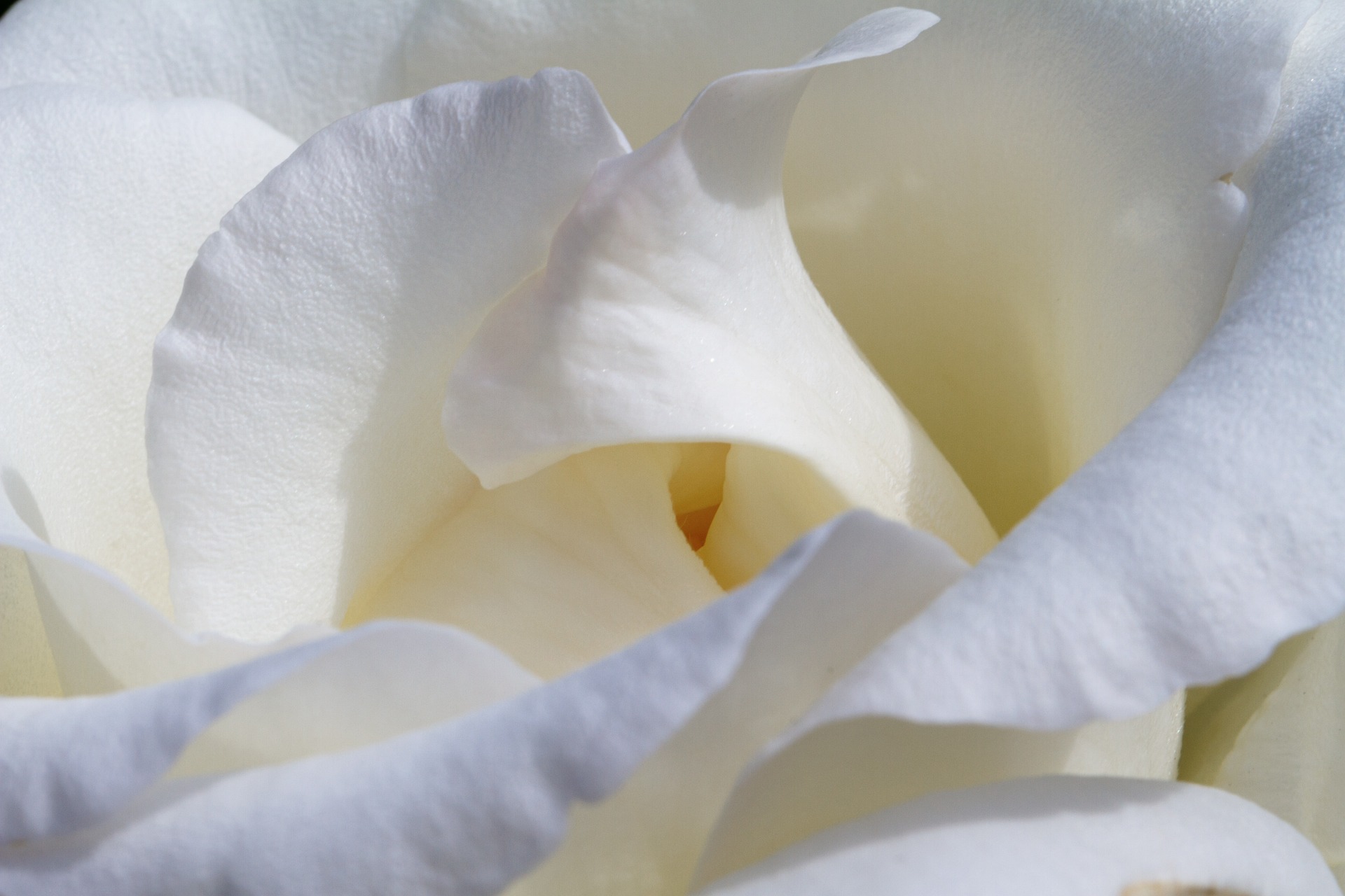 white rose
