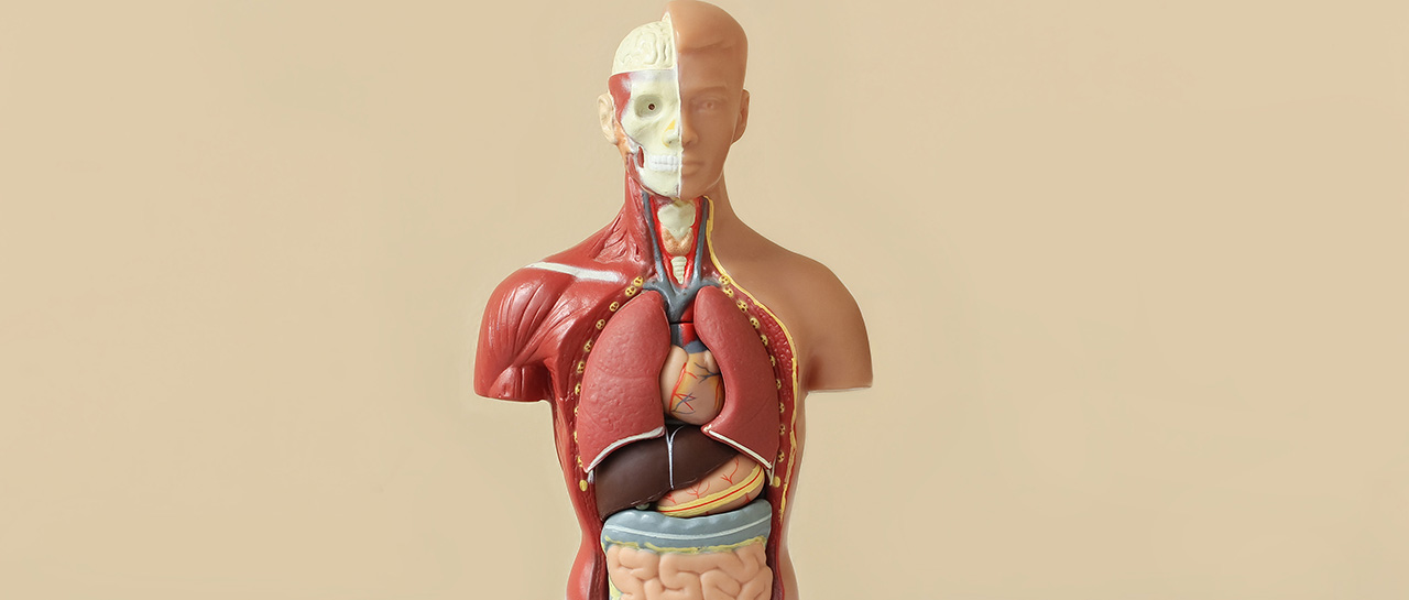Reiki Anatomy & Physiology
