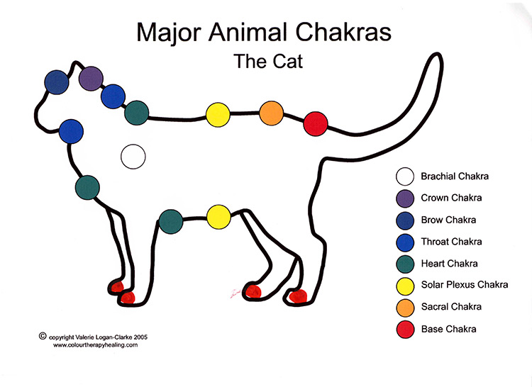 seven major chakras - the cat