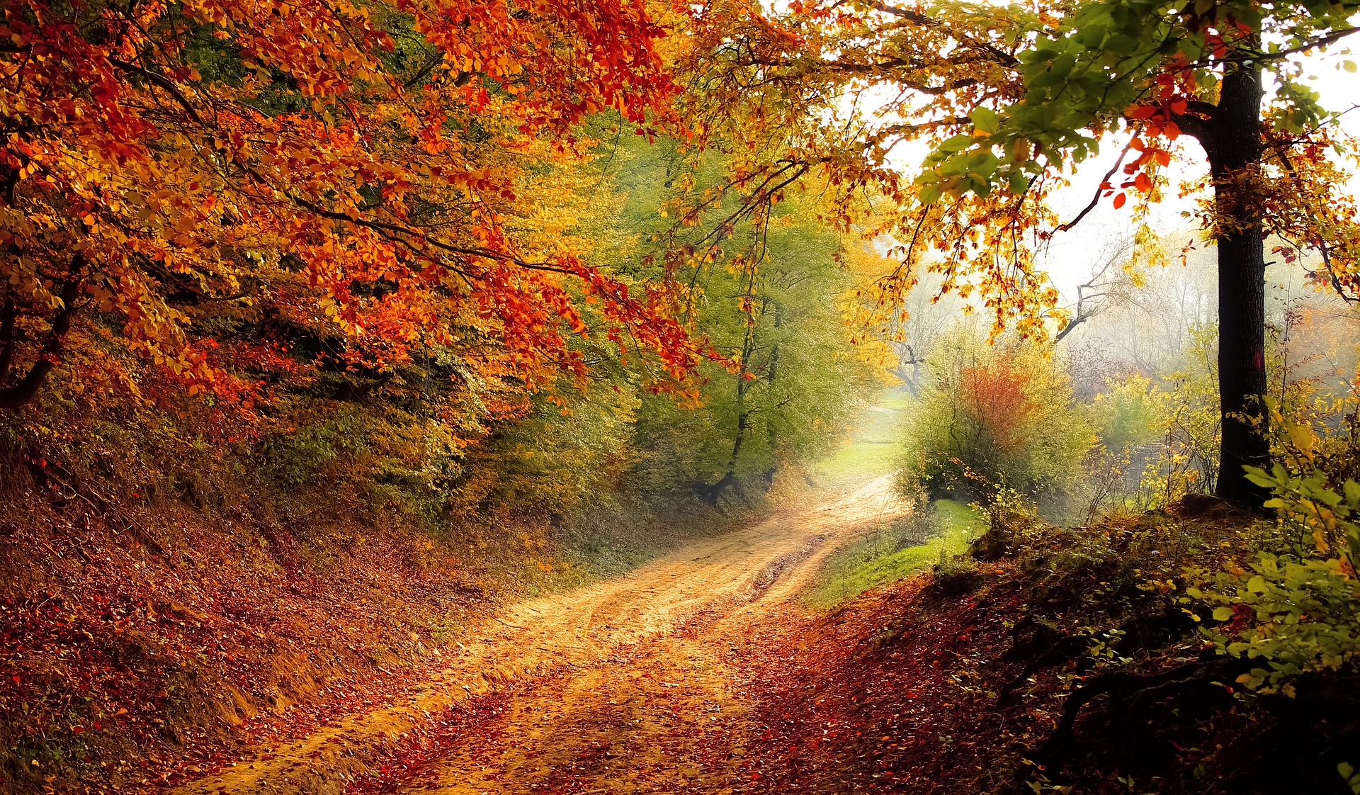 colour autumn path