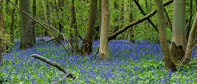 Early May Bluebells