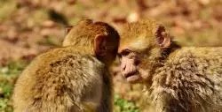 berber monkeys