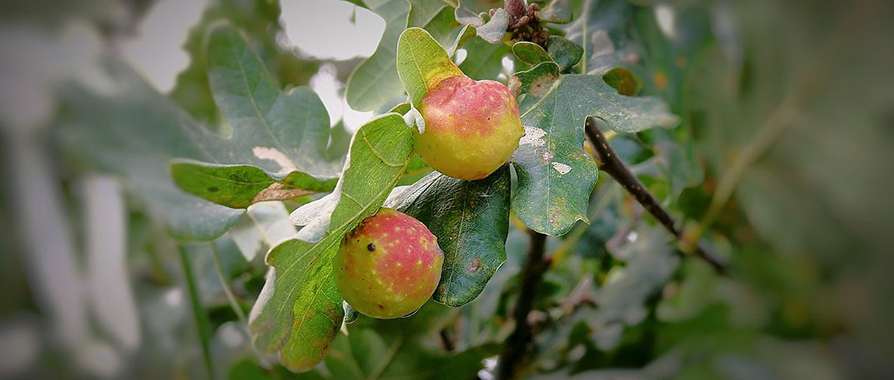 Oak Apple Day