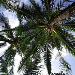 palm sunday trees
