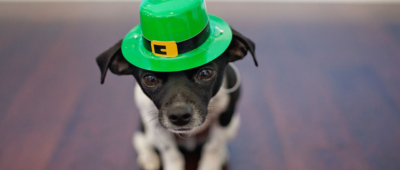 St Patrick's Day Chihuahua