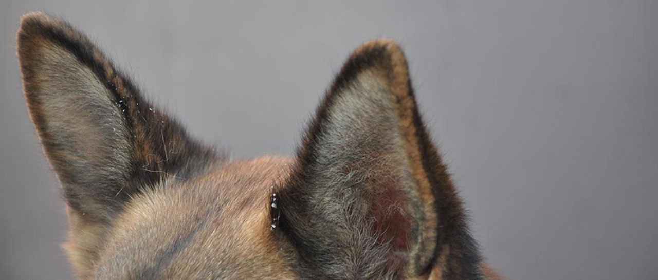 Disabled Day - Dog Ears