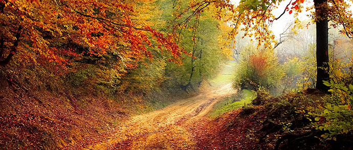 International Day of Forests