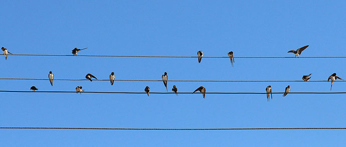 World Migratory Bird Day