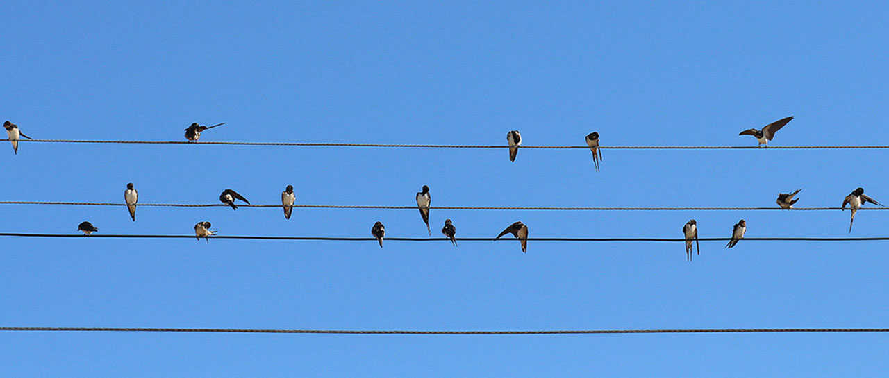 World Migratory Bird Day