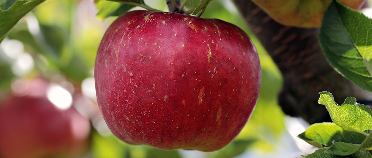 Red Apple Day