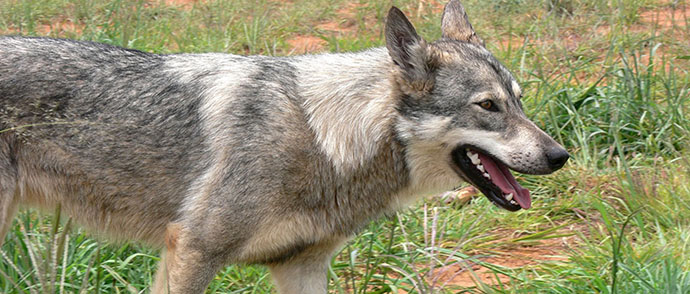 World Rabies Day