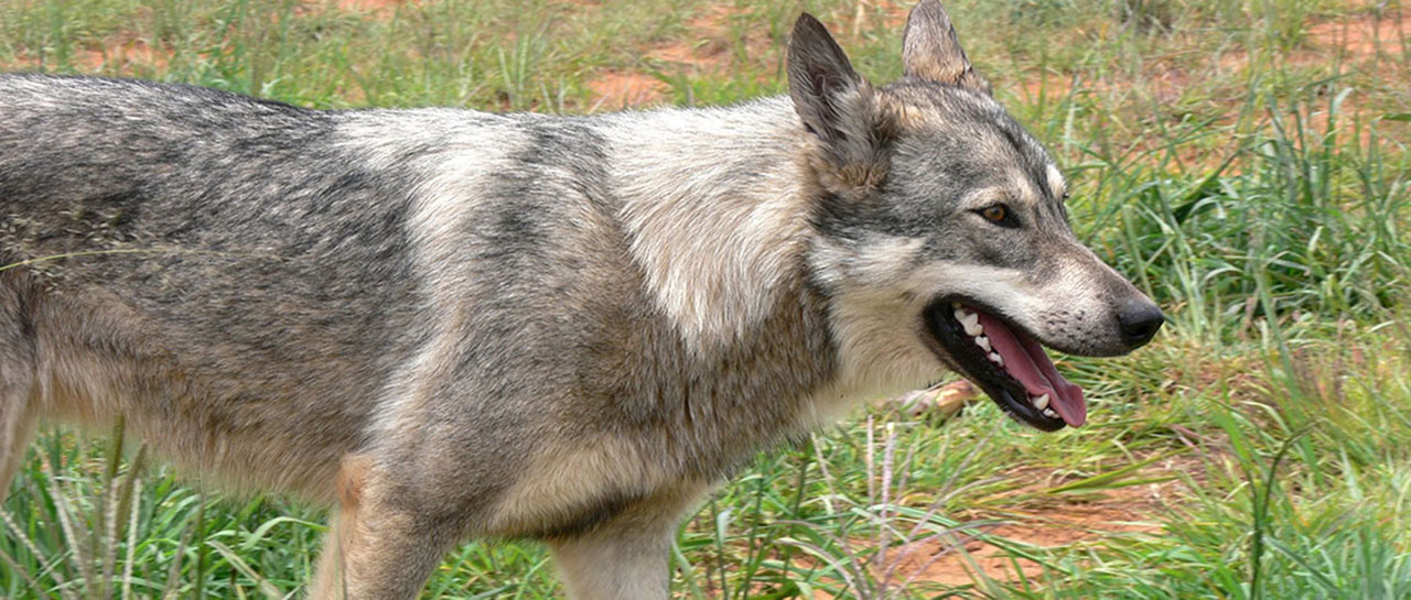 World Rabies Day