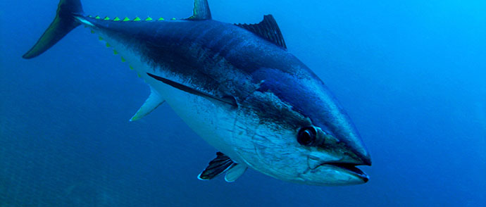 World Tuna Day