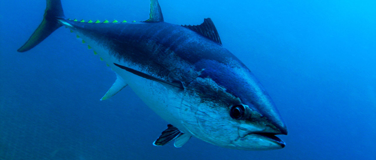 World Tuna Day